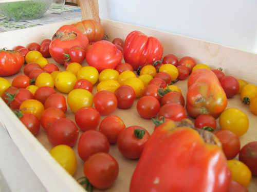 tours france summer tomatoes
