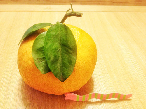 snake year greetings tangerine