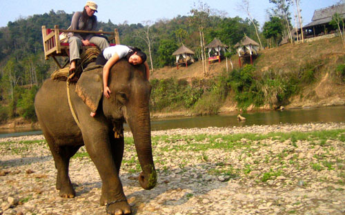 laos elephant
