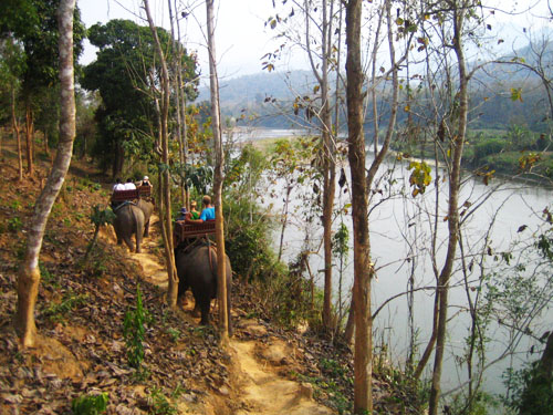 luang prabang elephants